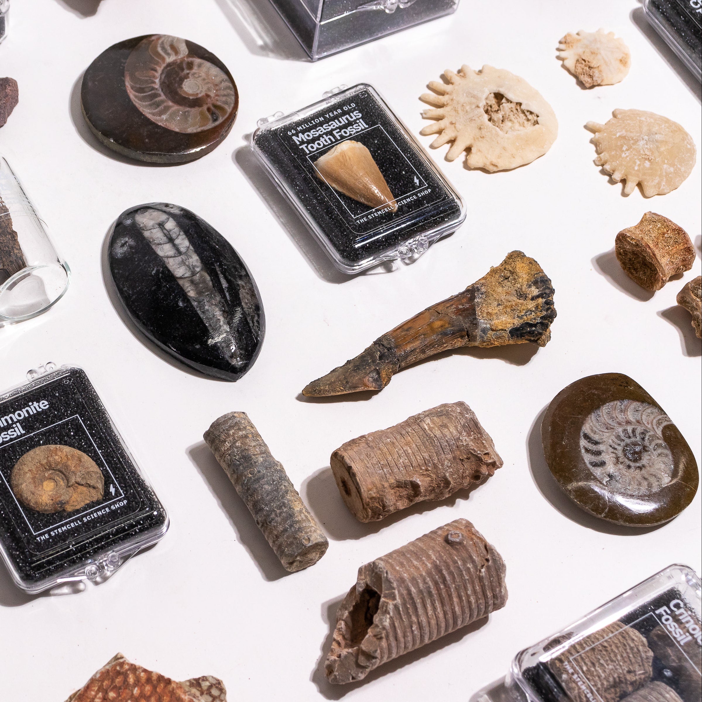 An assortment of natural fossils and rock specimens displayed on a white surface, many housed in clear plastic cases with black labels. The collection includes ammonites, trilobites, a coiled shell, a ribbed fossil, and other paleontological samples.