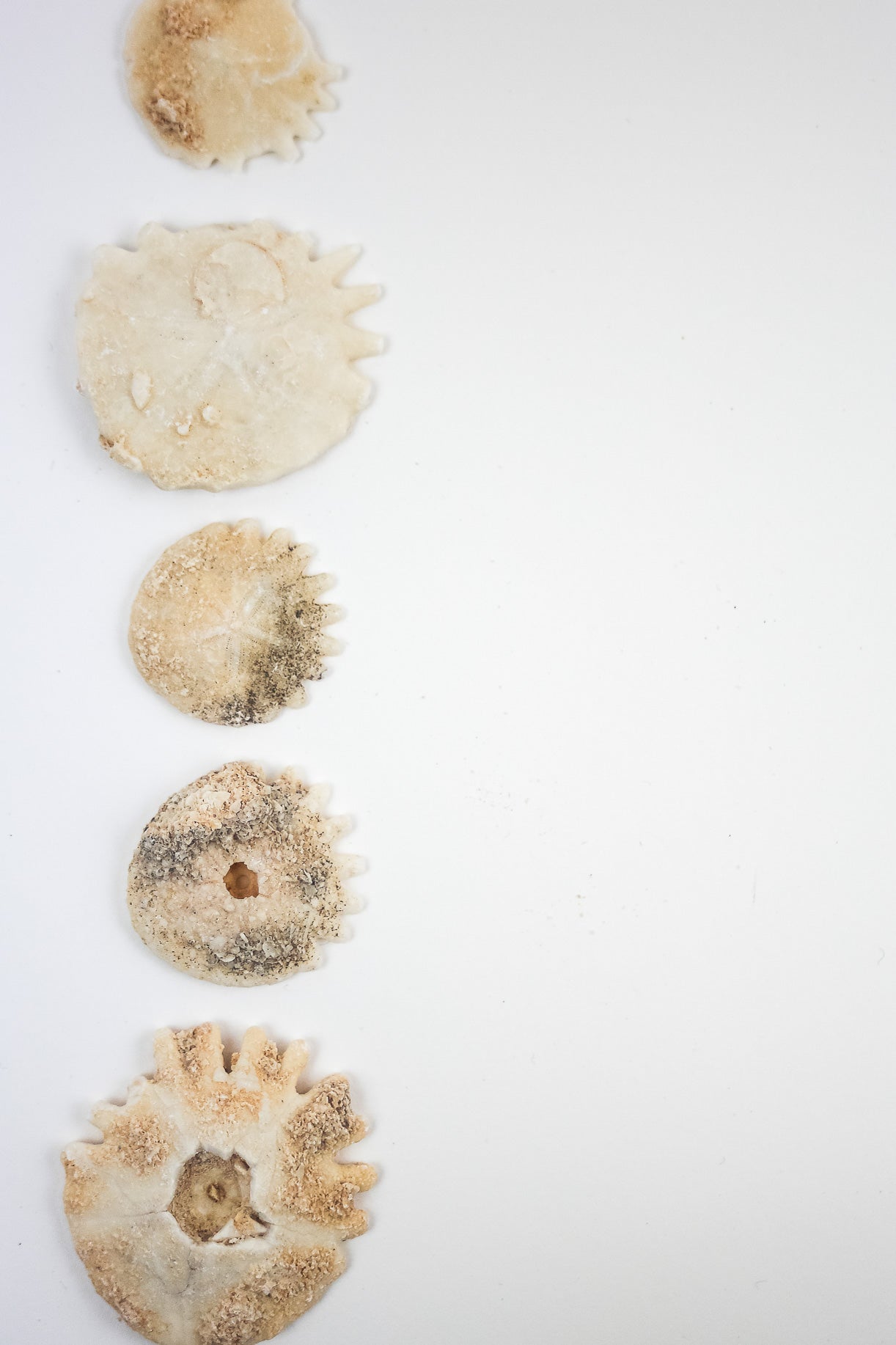 Frilled Echinoid (Heliophora) Natural Specimen Stemcell Science Shop