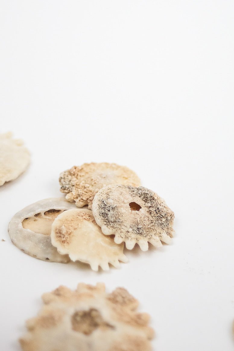 Frilled Echinoid (Heliophora) Natural Specimen Stemcell Science Shop