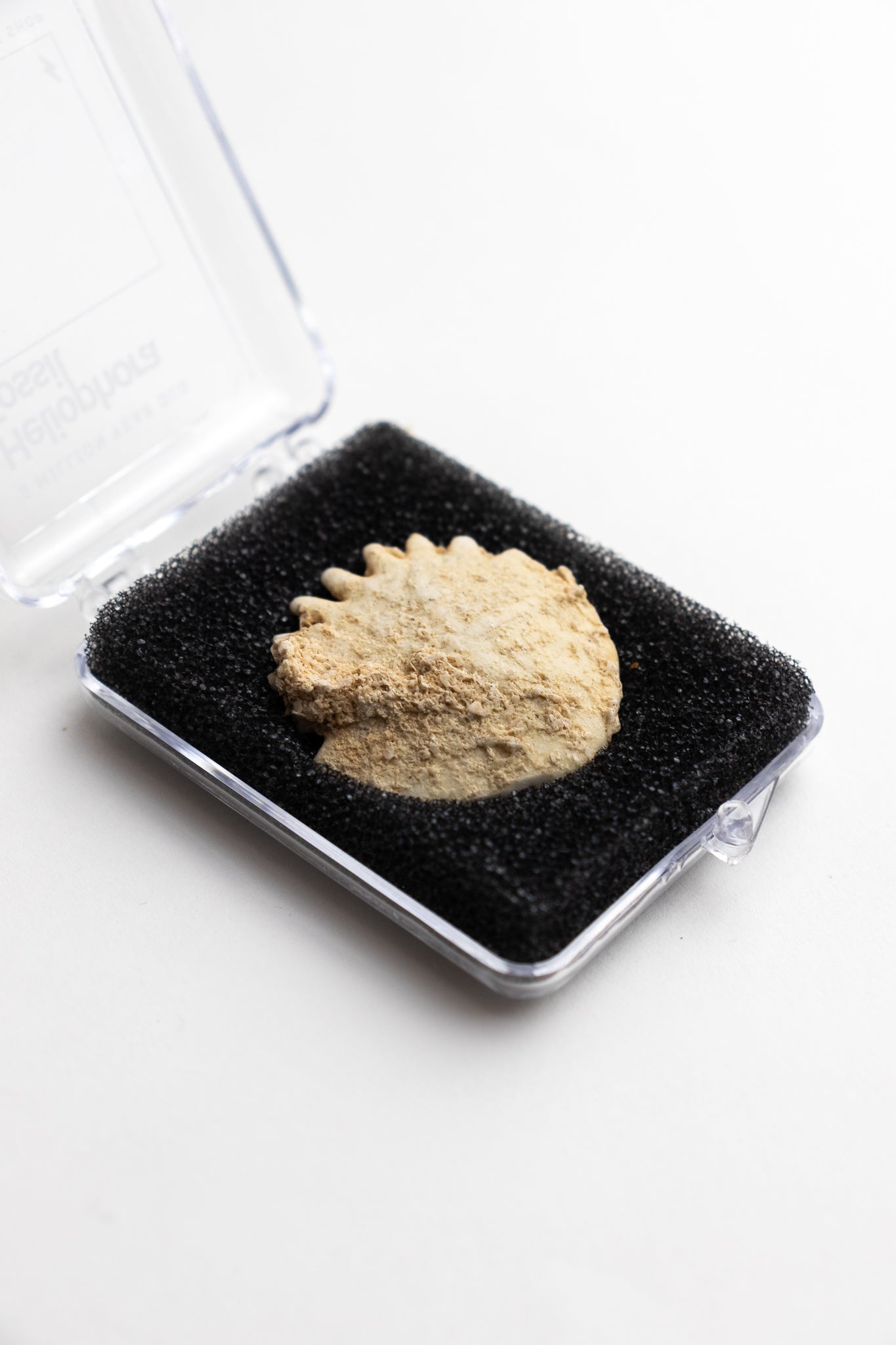 Frilled Echinoid (Heliophora) Natural Specimen Stemcell Science Shop