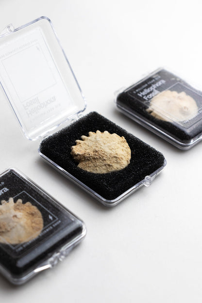 Frilled Echinoid (Heliophora) Natural Specimen Stemcell Science Shop