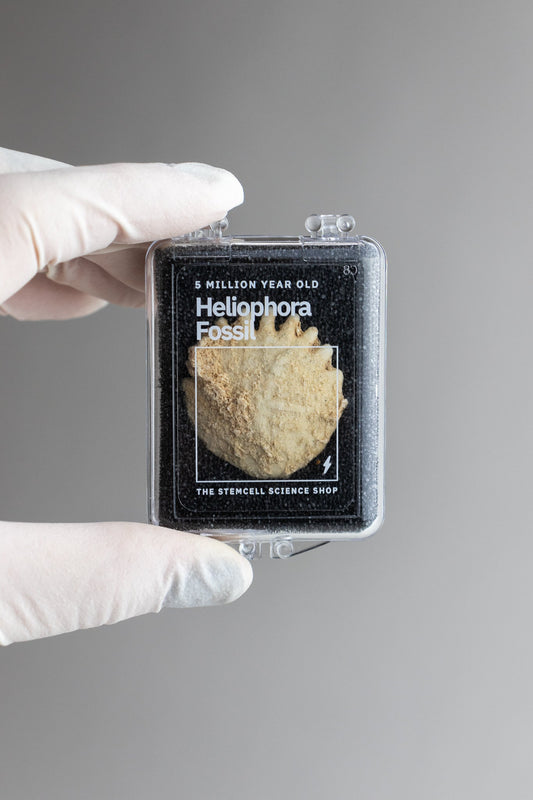 Frilled Echinoid (Heliophora) Natural Specimen Stemcell Science Shop