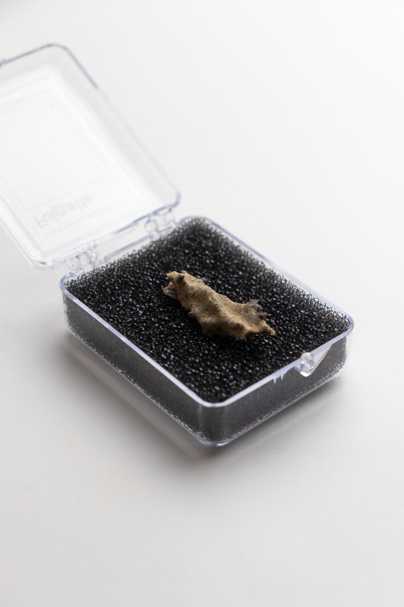 Fulgurite Fossil Stemcell Science Shop