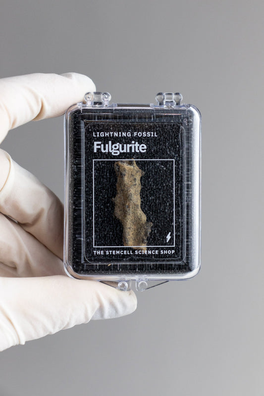 Fulgurite - Fossil from Stemcell Science Shop