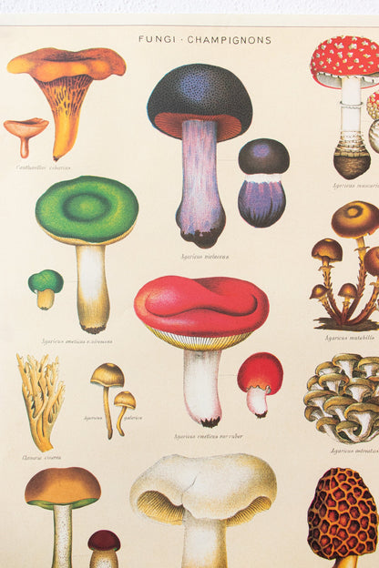 Fungi Chart Charts Stemcell Science Shop