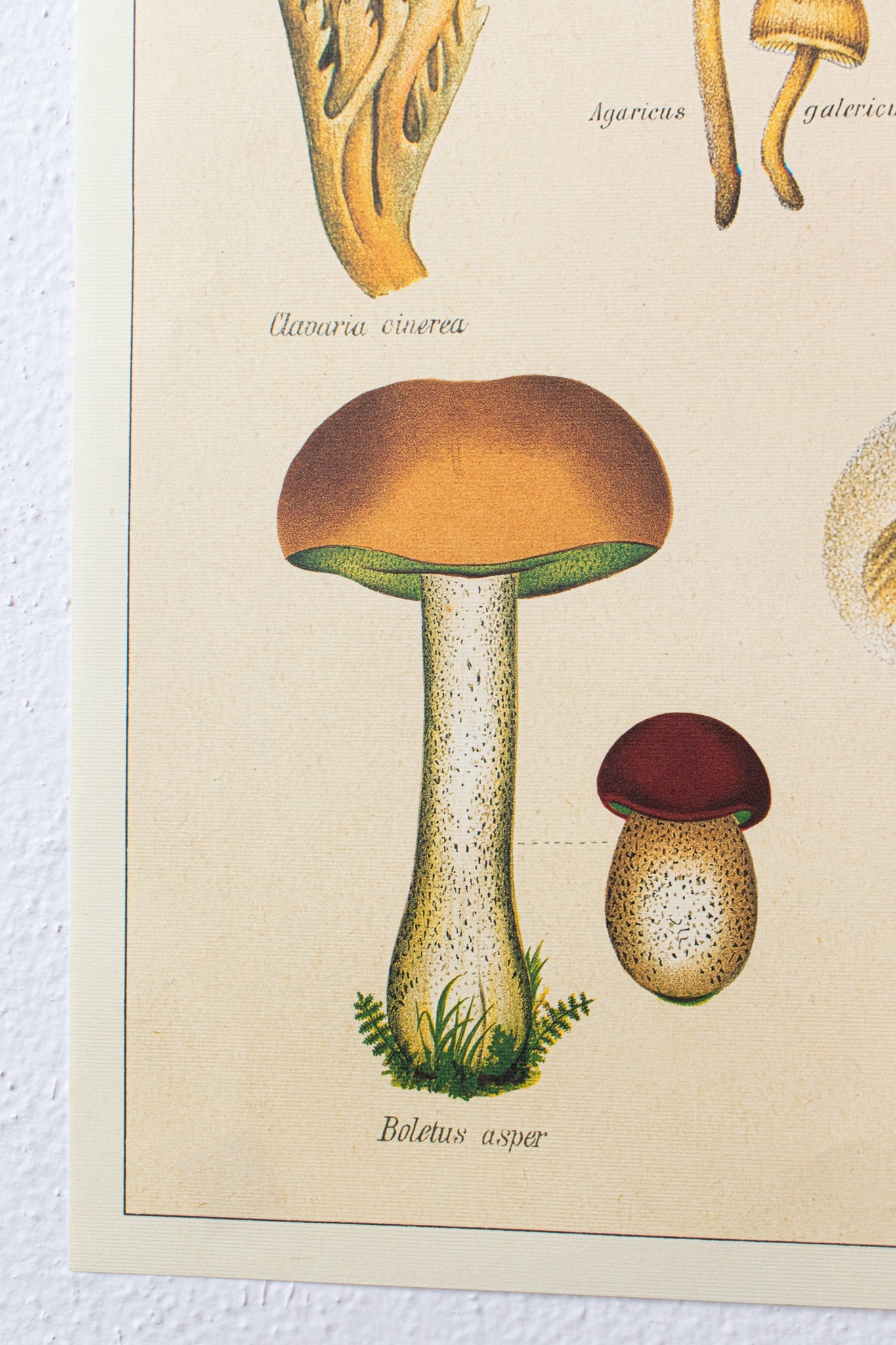 Fungi Chart Charts Stemcell Science Shop