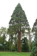 Giant Sequoia Seeds, Default Title at Stemcell Science Shop