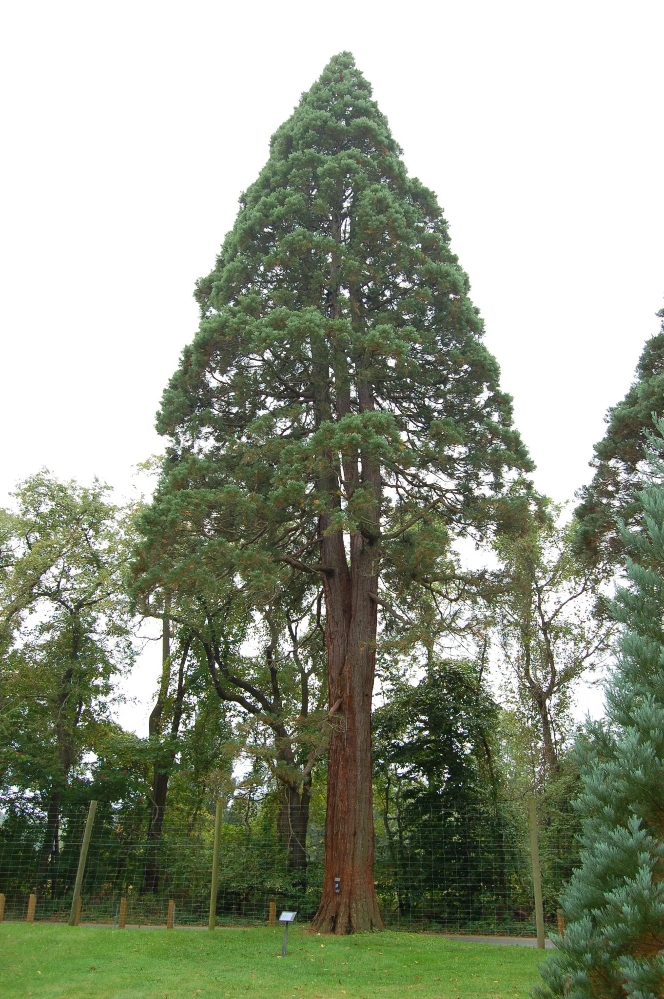 Giant Sequoia Seeds - Natural Specimen from Stemcell Science Shop