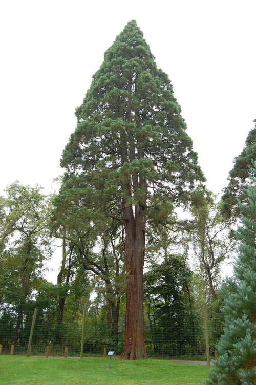 Giant Sequoia Seeds, Default Title at Stemcell Science Shop