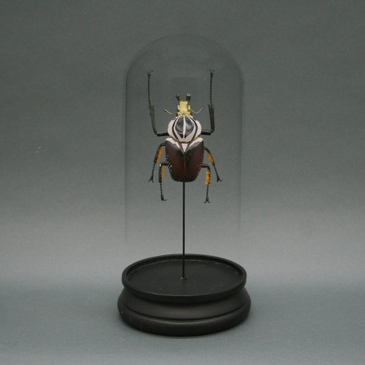 Goliath Beetle Glass Cloche Stemcell Science Shop