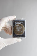 Goniatite Fossil - Fossil from Stemcell Science Shop
