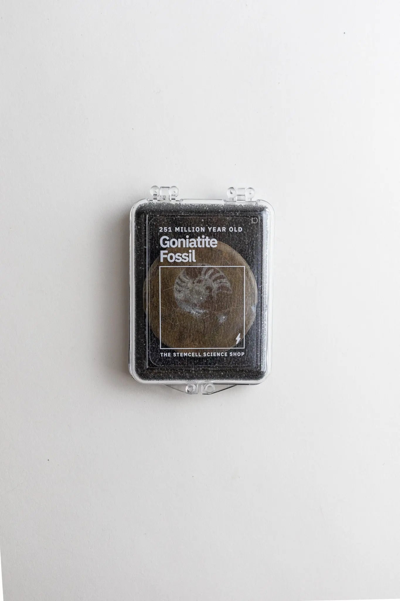 Goniatite Fossil Fossil Stemcell Science Shop