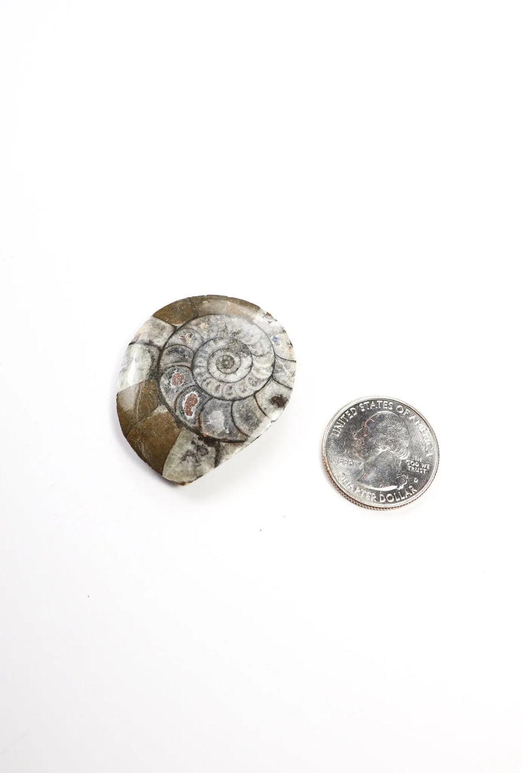 Goniatite Fossil - Fossil from Stemcell Science Shop