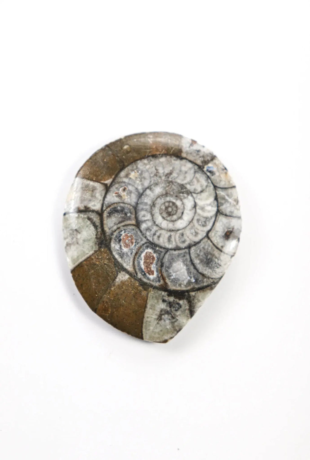 Goniatite Fossil - Fossil from Stemcell Science Shop