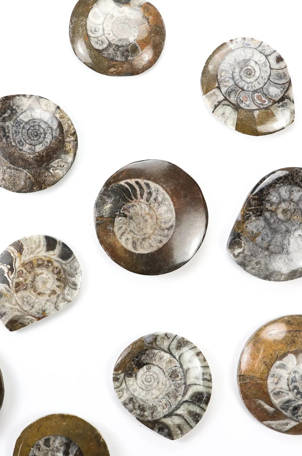 Goniatite Fossil - Fossil from Stemcell Science Shop