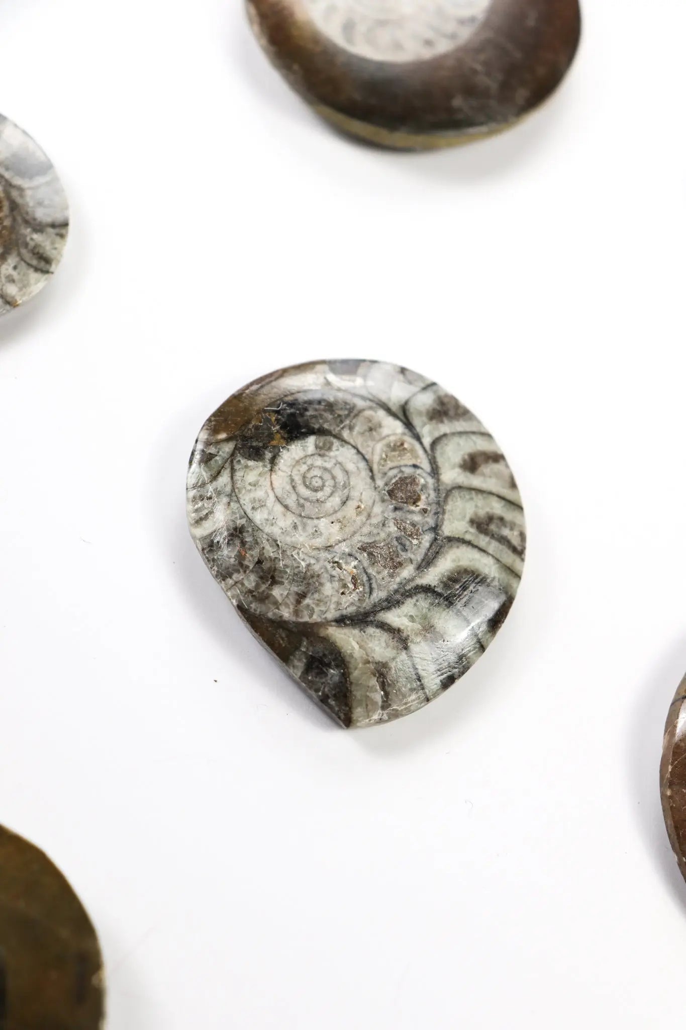 Goniatite Fossil - Fossil from Stemcell Science Shop