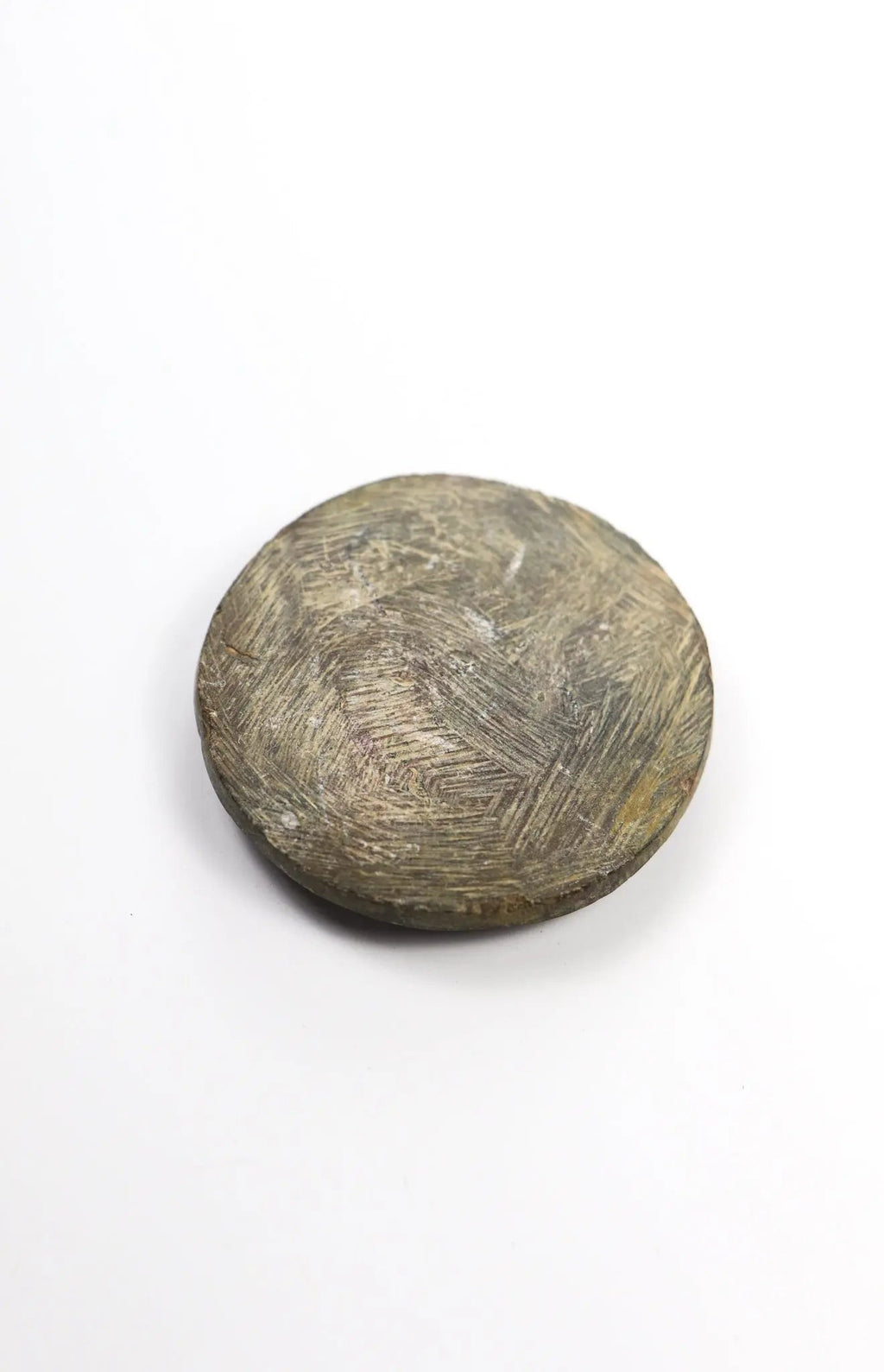 Goniatite Fossil - Fossil from Stemcell Science Shop