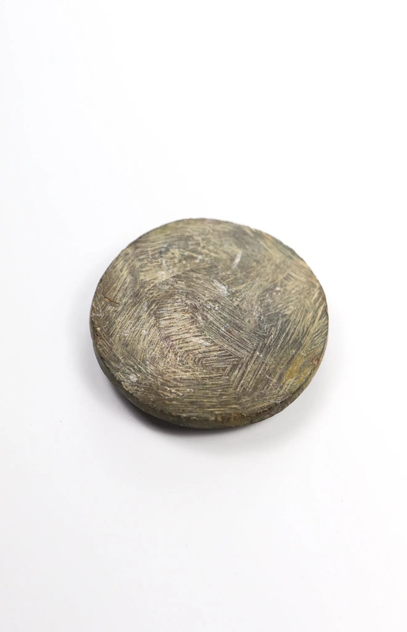 Goniatite Fossil - Fossil from Stemcell Science Shop