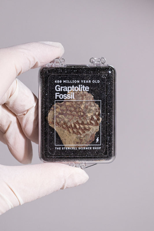 Graptolite Fossil Stemcell Science Shop