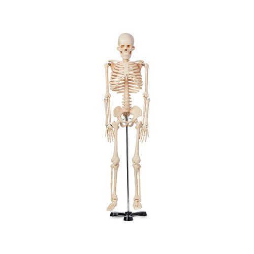 Half Scale Human Skeleton Model - Model from Stemcell Science Shop