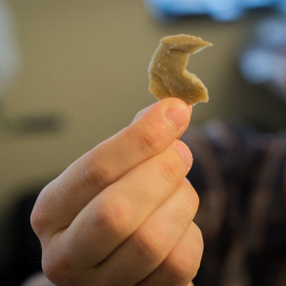 Neanderthal Classic Riker Box Stone Tool Fragment