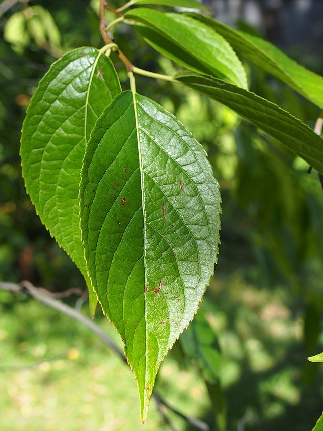 Hardy Rubber Tree Seeds Seeds Stemcell Science Shop