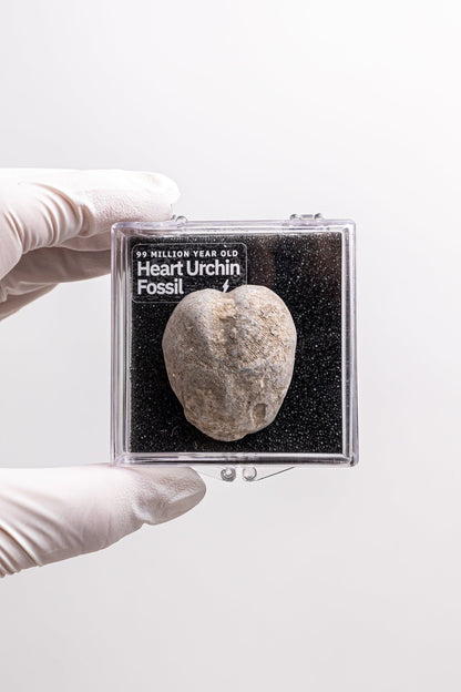 Heart Urchin Fossil Fossil Stemcell Science Shop