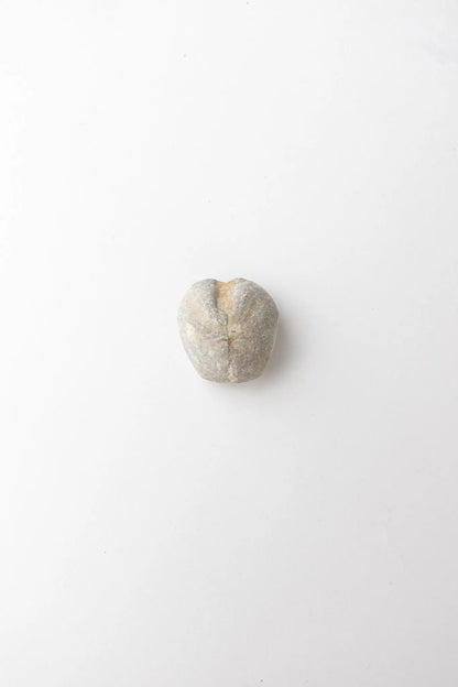 Heart Urchin Fossil Fossil Stemcell Science Shop