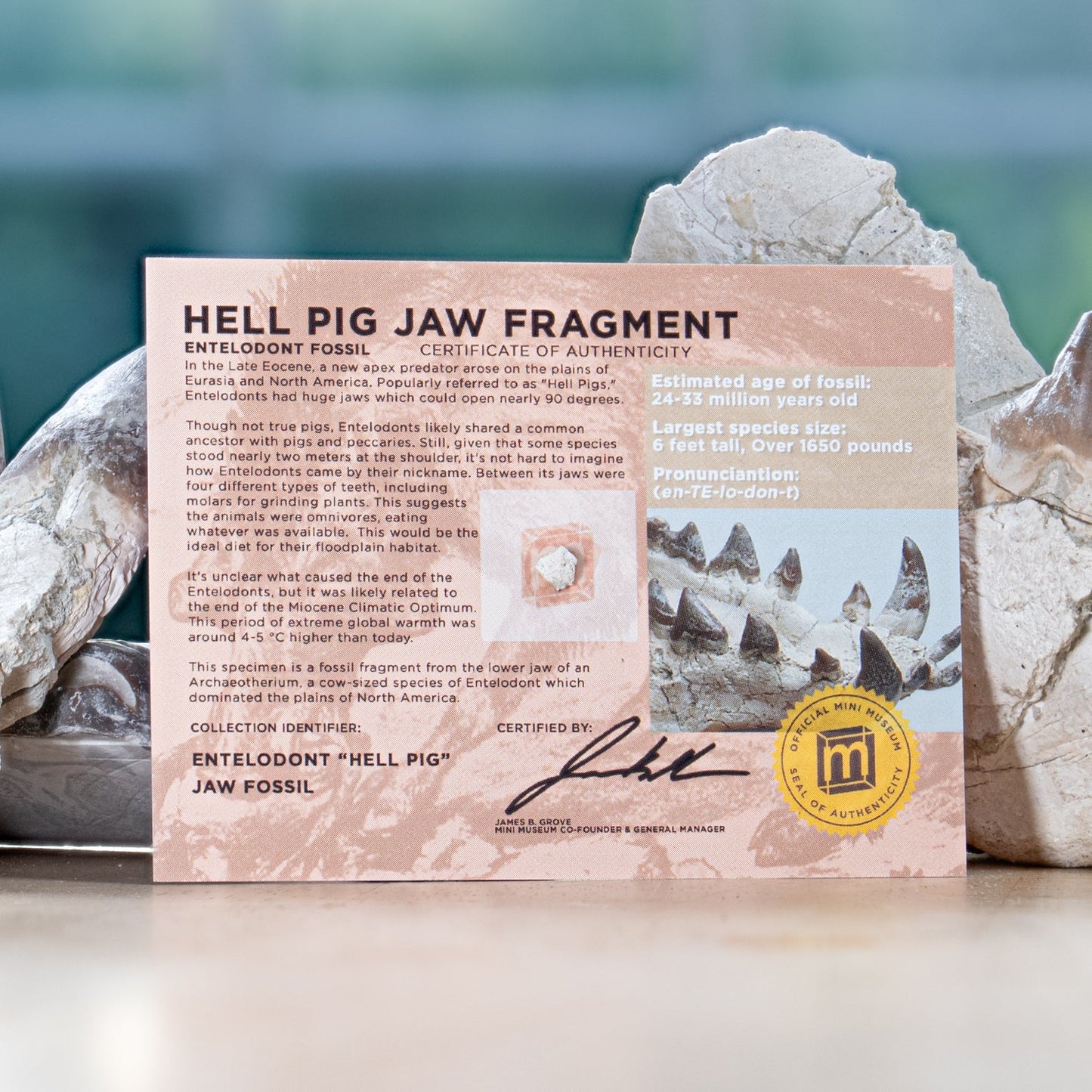 Hell Pig Jaw Fossil - Entelodont Display Card