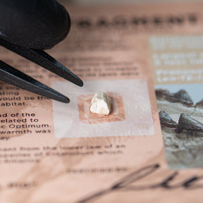 Hell Pig Jaw Fossil - Entelodont Display Card