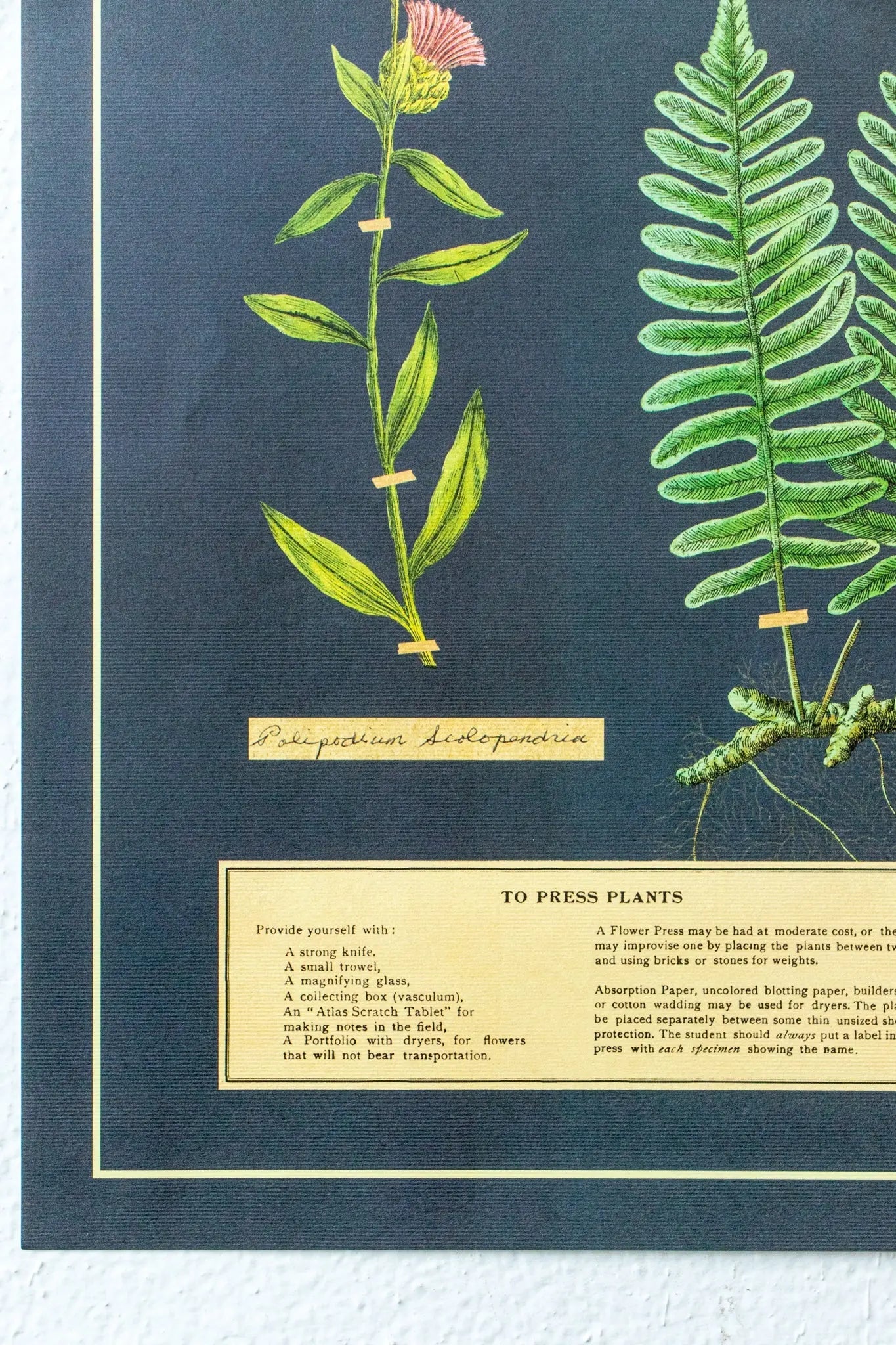 Herbarium Scientific Chart - Charts from Stemcell Science Shop