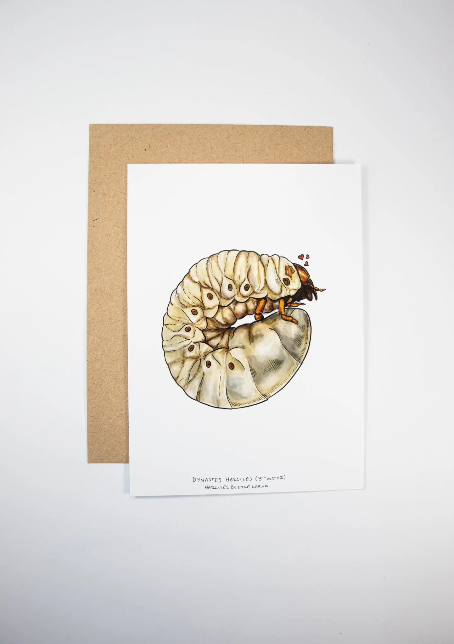 Hercules Beetle Larva Card Stationery Stemcell Science Shop