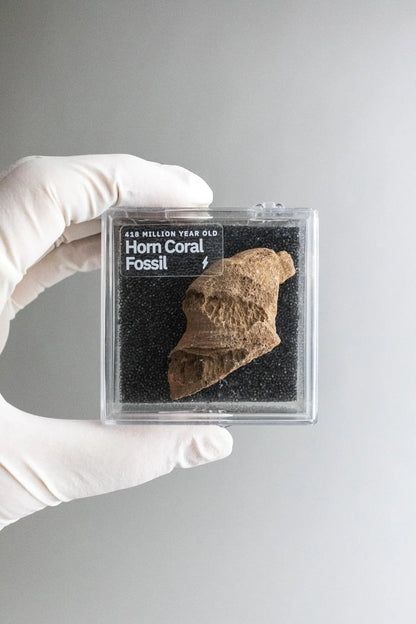 Horn Coral Fossil Fossil Stemcell Science Shop