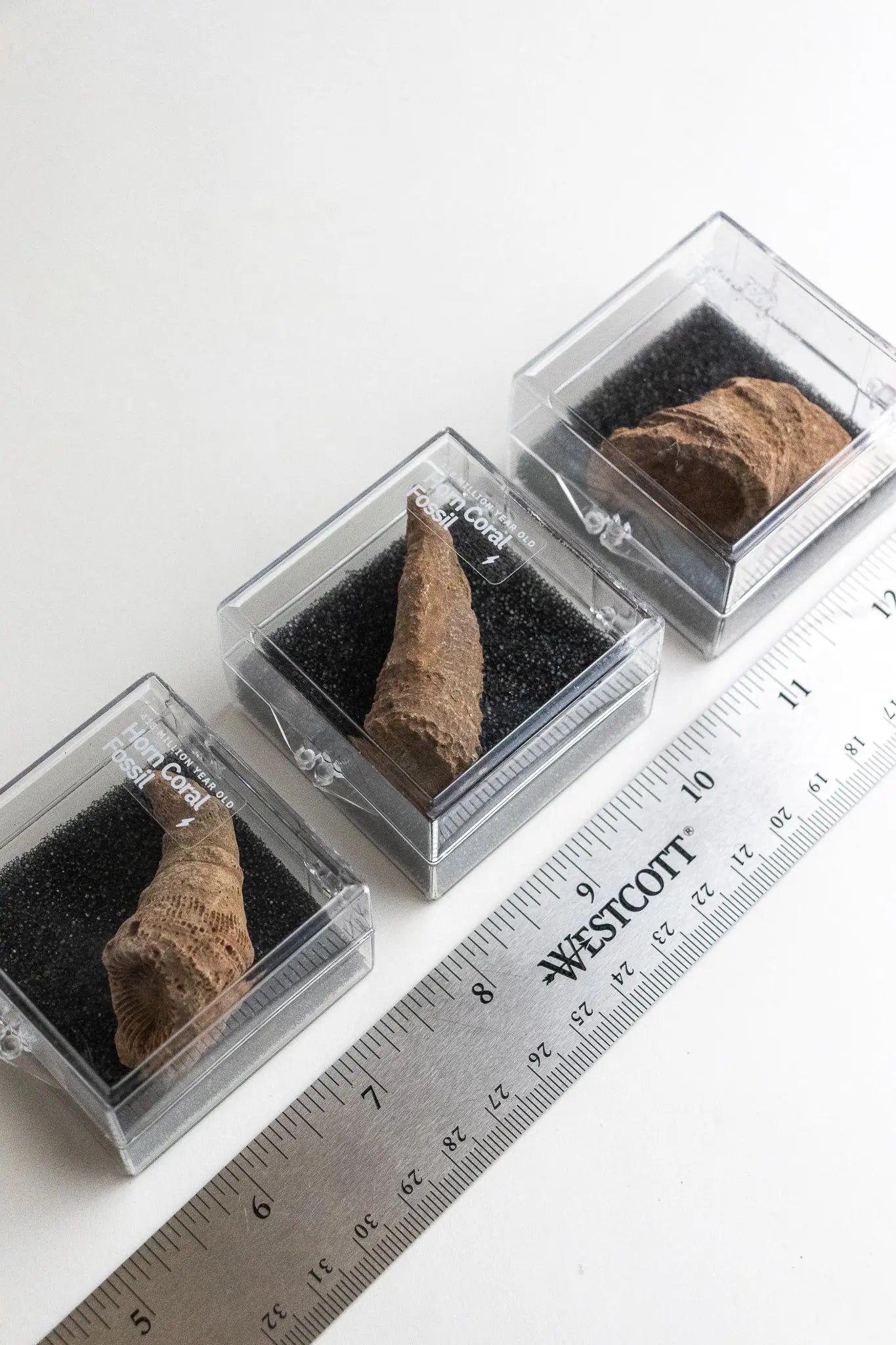 Horn Coral Fossil Fossil Stemcell Science Shop