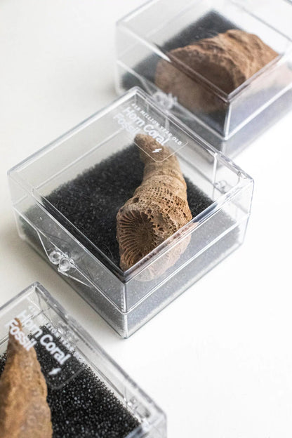 Horn Coral Fossil Fossil Stemcell Science Shop