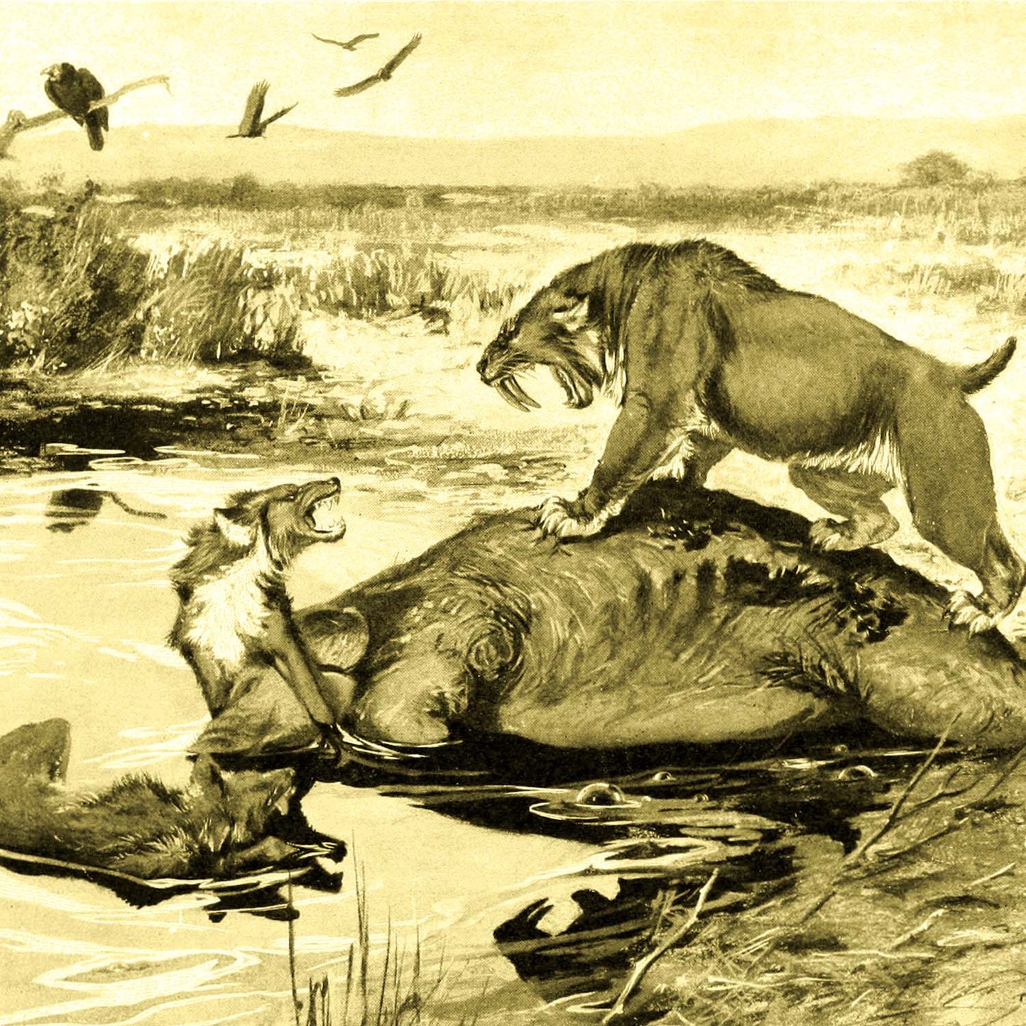 La Brea Tar Pit Riker Box Specimens