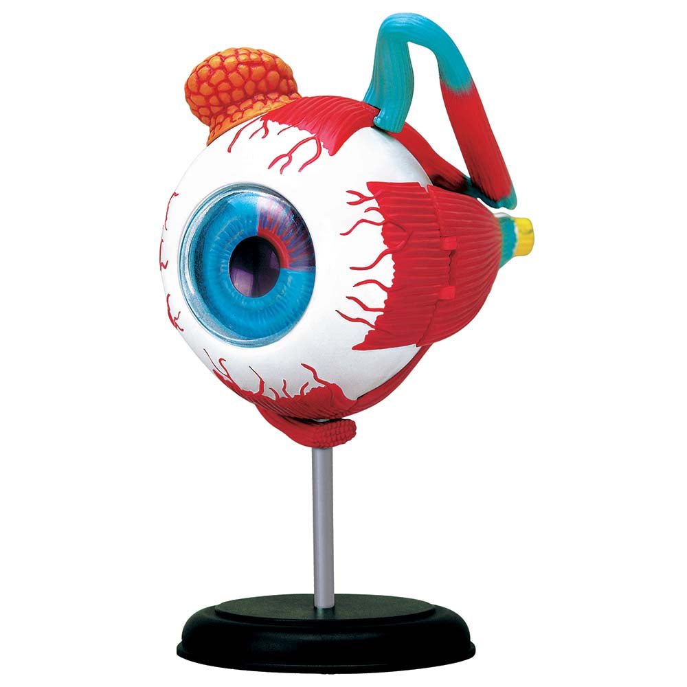 Human Eyeball Anatomy Model Model Stemcell Science Shop