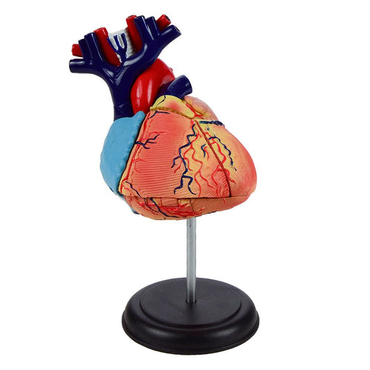 Human Heart Anatomy Model Stemcell Science Shop