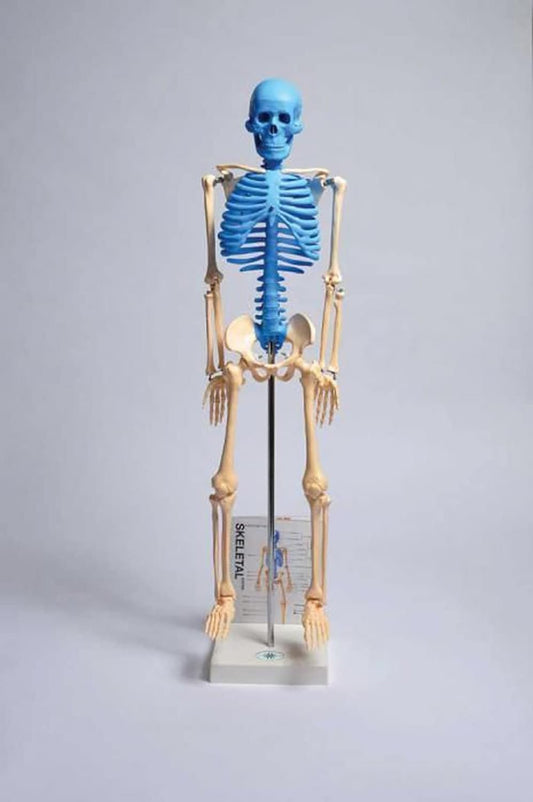 Human Skeleton Model (Blue Axial Skeleton) Model Stemcell Science Shop