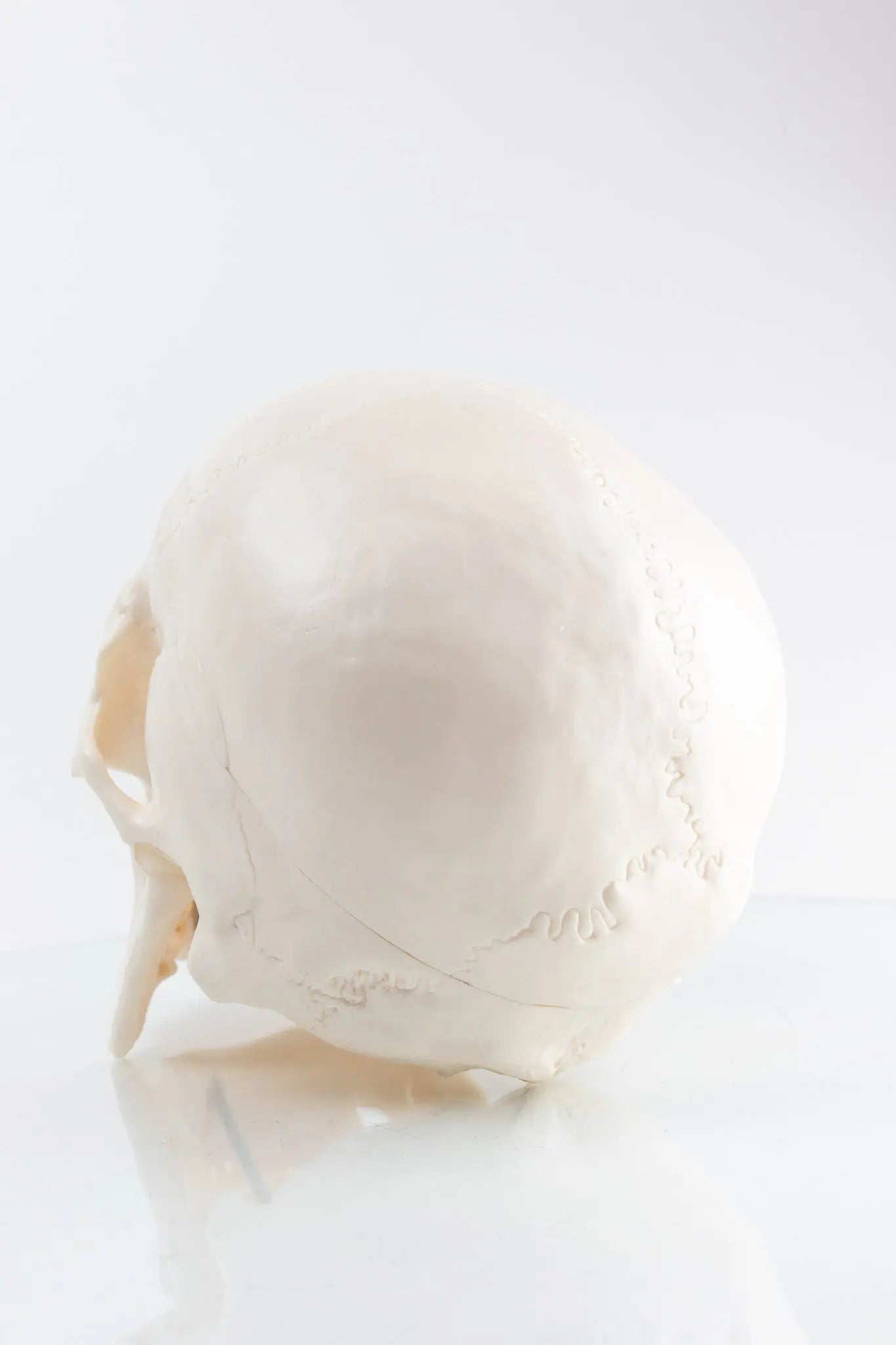 Human Skull Model - Demonstration from Stemcell Science Shop