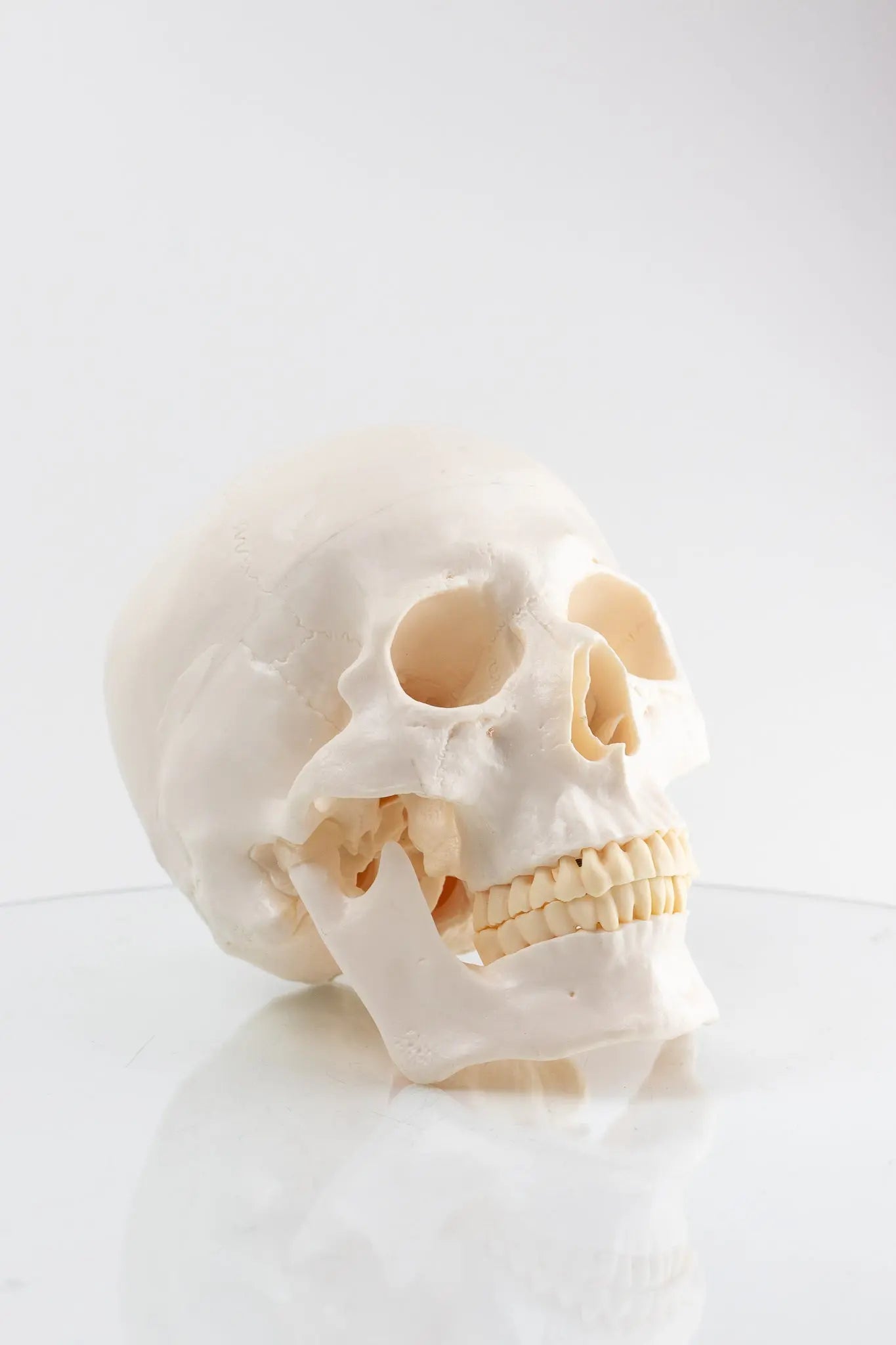 Human Skull Model - Demonstration from Stemcell Science Shop