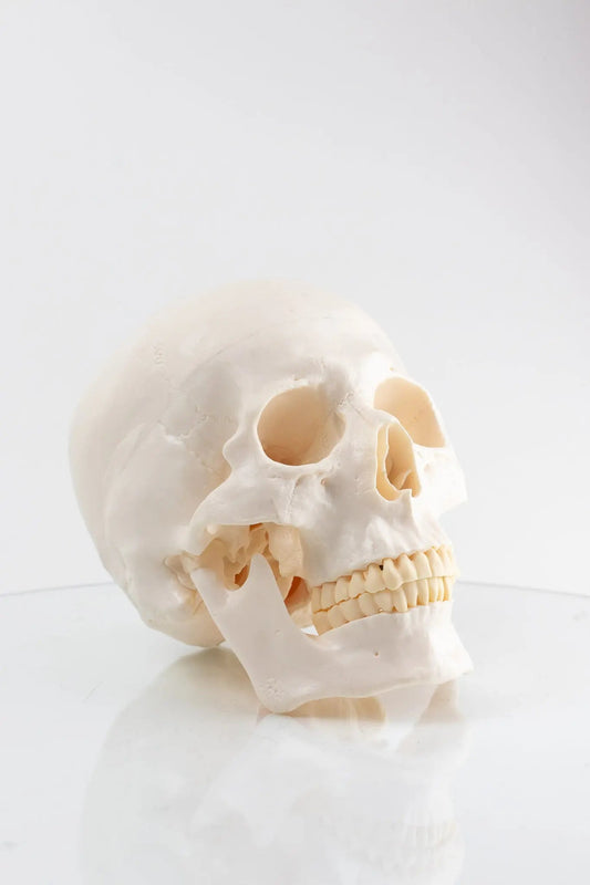 Human Skull Model Demonstration Stemcell Science Shop