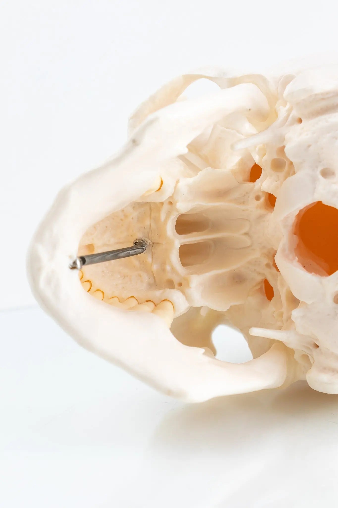 Human Skull Model - Demonstration from Stemcell Science Shop