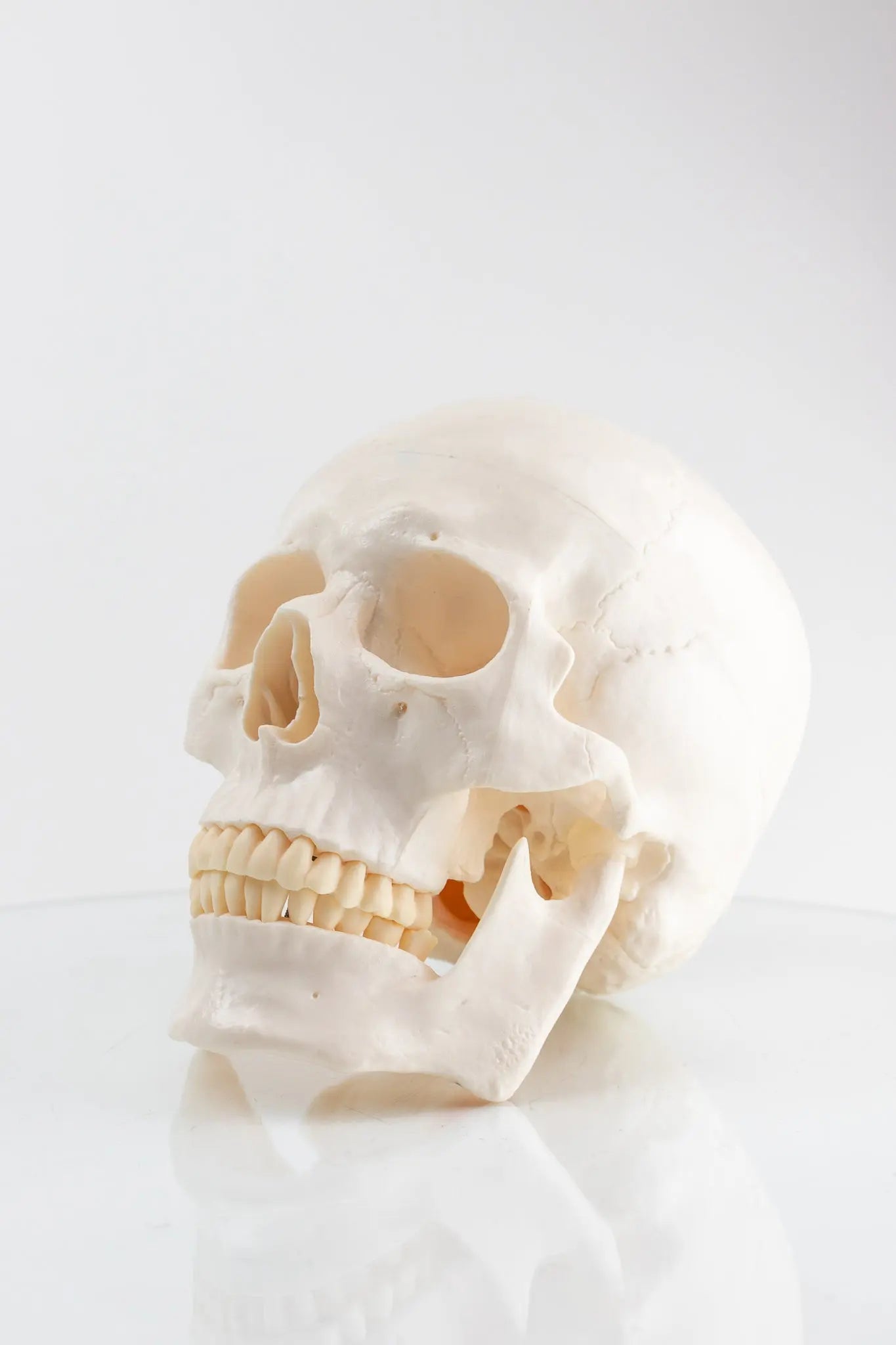 Human Skull Model - Demonstration from Stemcell Science Shop