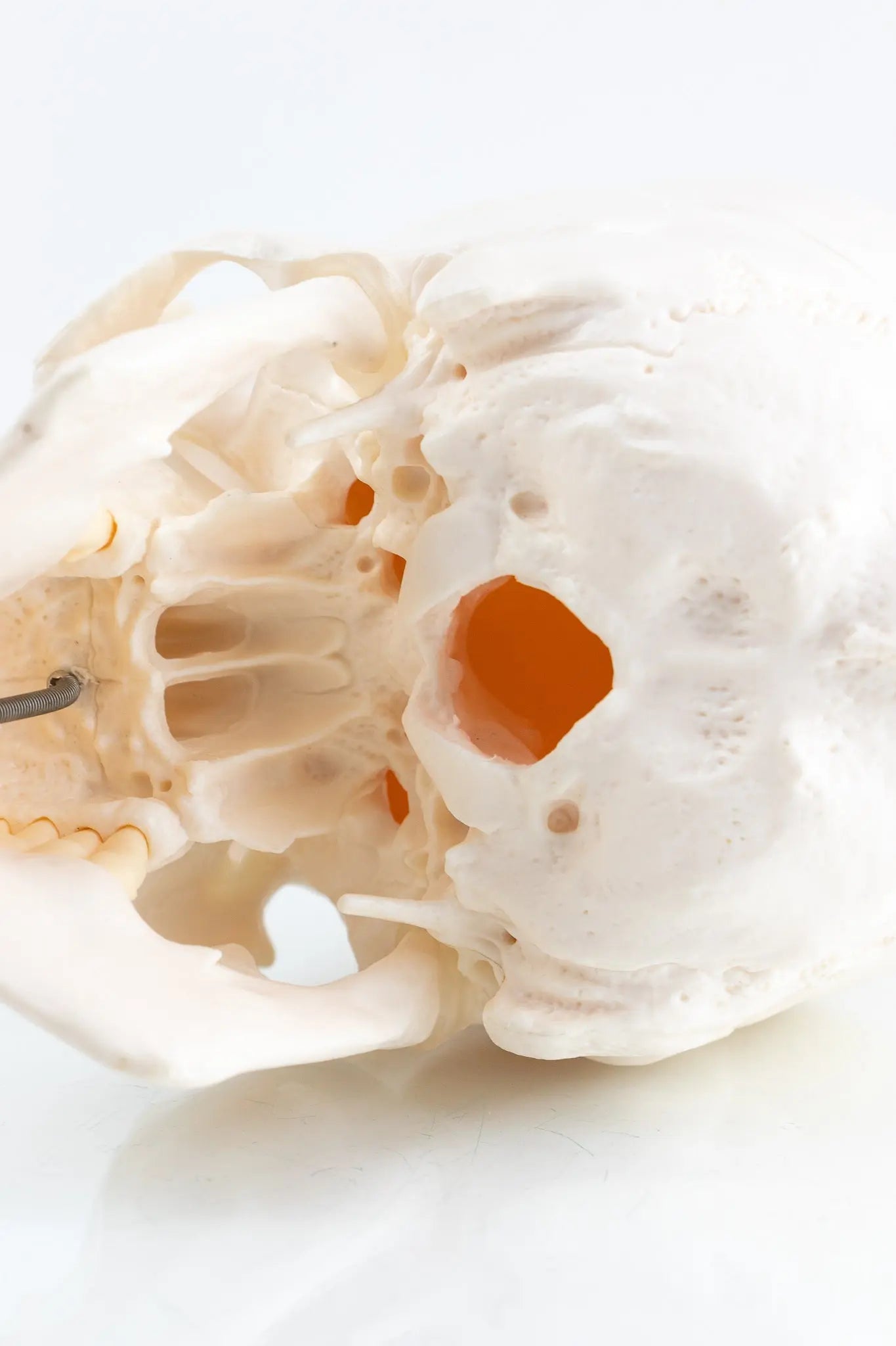 Human Skull Model - Demonstration from Stemcell Science Shop