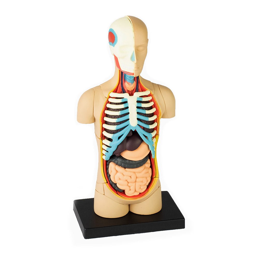 Human Torso Anatomy Model Stemcell Science Shop