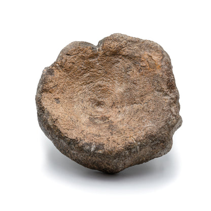Ichthyosaur Vertebra Fossil