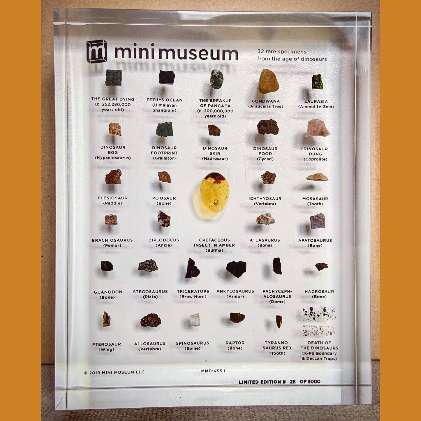 Mini Museum - Age of Dinosaurs (LARGE - 32 Specimens)
