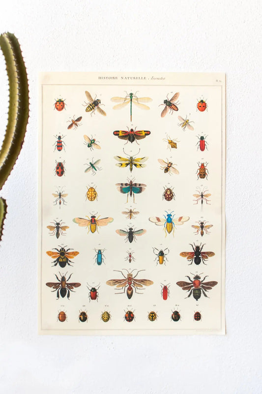 Insects Scientific Chart Charts Stemcell Science Shop