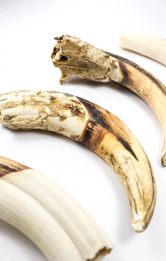 Ivory Warthog Tusk Natural Specimen Stemcell Science Shop